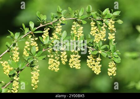 Bluehende Berberitze. Berberis vulgaris, also known as common barberry Stock Photo