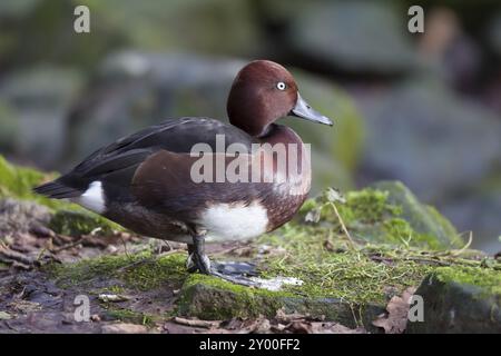 Moorente, Aythya nyroca, Ferruginous Duck Stock Photo