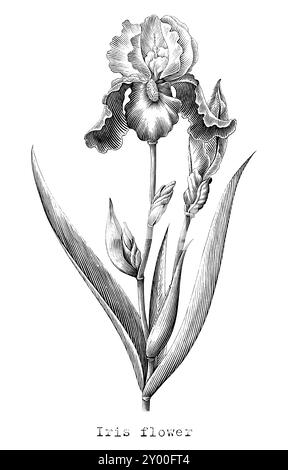 Antique engraving illustration of Iris flower black and white clip art isolated on white background Stock Vector