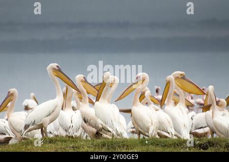 Pelicans flog together on the shores and in the shallow waters of Lake Nakuru Stock Photo