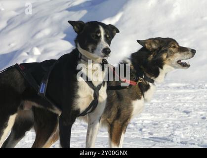 Sled dogs Stock Photo