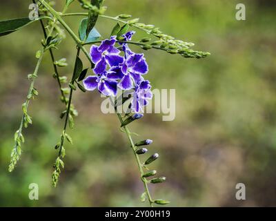 Golden Dew Drop or Pigeon Berry Flowers Stock Photo