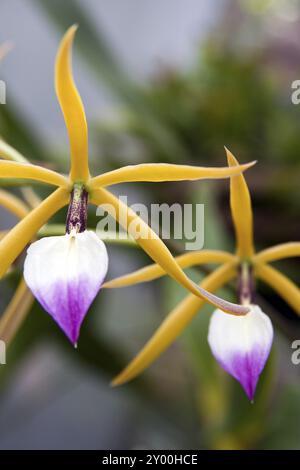 Exotic orchid flower Stock Photo