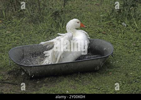 Lippe goose bathing in a tub Stock Photo