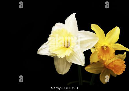 One white and two yellow narcissus on black background Stock Photo