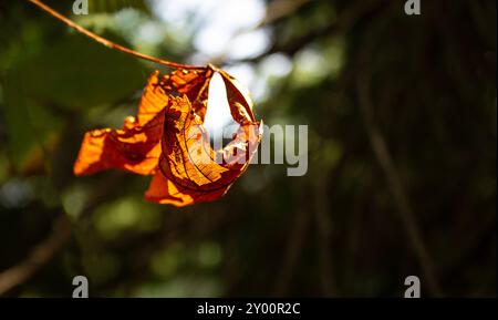 'Whispers of Autumn: A Fading Leaf' Stock Photo