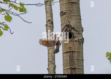 The Northern flicker (Colaptes auratus) flying to the nest cavity. Flicker nesting in Wisconsin. North American bird Stock Photo