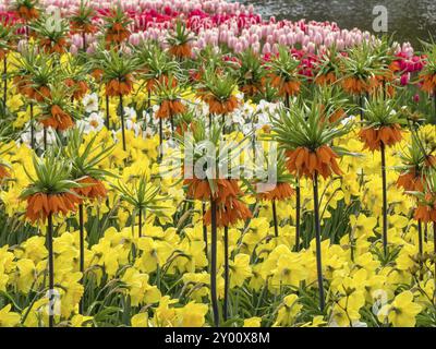 Colourful flower beds with Fritillaria imperialis, yellow daffodils and tulips in full bloom, Amsterdam, Netherlands Stock Photo