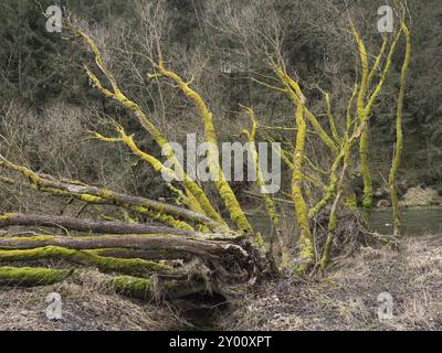 A fallen silver willow on the Saale in Thuringia is covered in moss Stock Photo