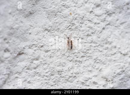 A Birch Catkin Bug (Kleidocerys resedae) perches on a wall in the Chobham Common, Surrey area Stock Photo