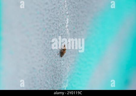 A Birch Catkin Bug (Kleidocerys resedae) perches on a wall in the Chobham Common, Surrey area Stock Photo