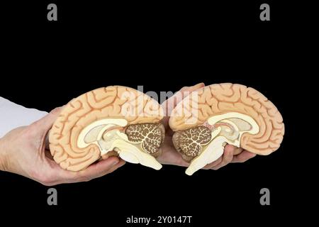 Hands holding models human brain hemispheres isolated on black background Stock Photo