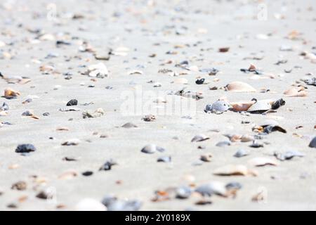Sea Shells Stock Photo