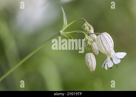 Bladder campion (Silene vulgaris) Stock Photo