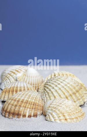 Cockleshells on sand with blue sky as background Stock Photo