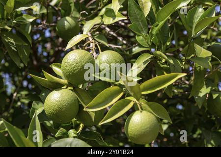 Green limes on a tree in Greece Stock Photo