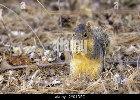 The fox squirrel (Sciurus niger), also known as the eastern fox squirrel or Bryant's fox squirrel on a meadow Stock Photo