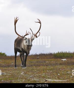 Reindeer bull on the Flatruet in Sweden Stock Photo