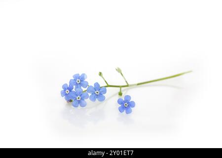 Forget-me-not, close-up, on white background Stock Photo