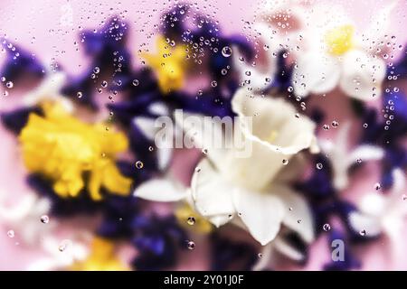 Floral background. Various daffodil flower heads, hyacinth blurred top view flat lay with water drops on the glass. Deep purple, pink, white, yellow c Stock Photo