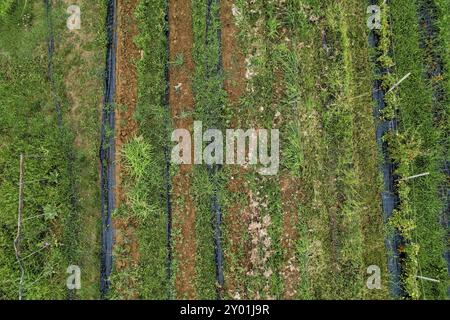 Aerial view of a field with different crops growing in rows, showing the patterns of agriculture. Castell'Arquato, Arda Valley, PC, Italy, Europe Stock Photo