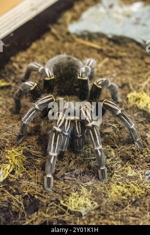 Poisonous tarantula in a terrarium Stock Photo