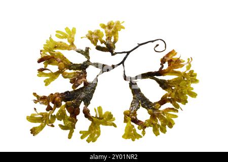 Seaweed plant On White Background Stock Photo