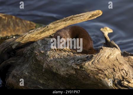 American mink (Neovison vison) on the hunt on the lake Michigan Stock Photo