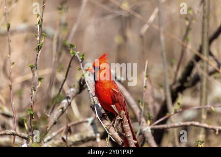 The northern cardinal (Cardinalis cardinalis) . Male in spring during bird courtship sitting on a branch tree Stock Photo