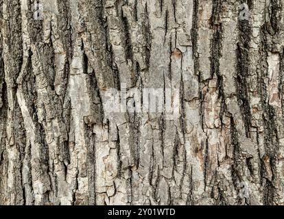 dry tree bark texture background Stock Photo