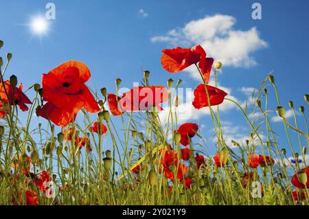 Poppies on a warm summer's day, light from below. Backlit shot with sun, brightened with reflectors. Poppy flowers on a warm summer day Stock Photo