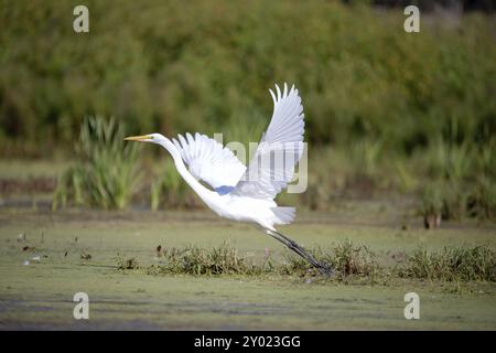 The snowy egret (Egretta thula), small white heron in flight Stock Photo