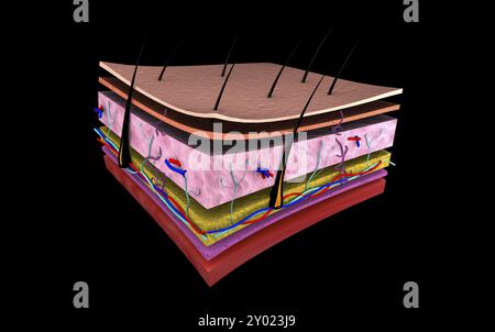 Conceptual image of the layers of human skin Stock Photo