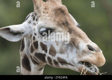 Portrait of a Giraffe. portrait of a Giraffe Stock Photo