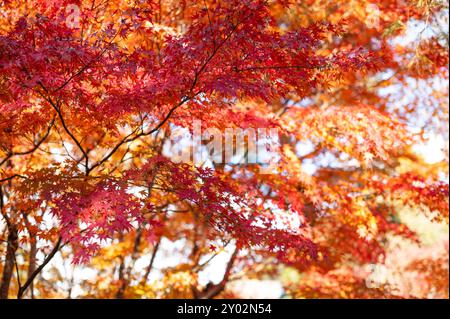 Fall Barber Display Maple leaves display vibrant orange, yellow and green colors at Chuxiu ...