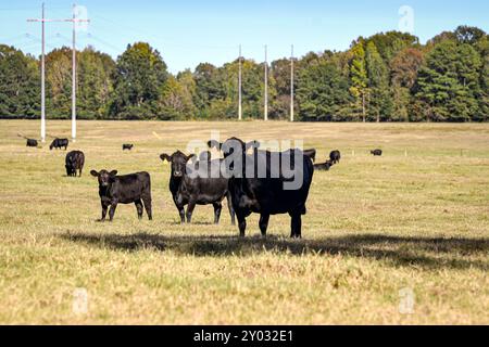 A herd of Angus crossbred beef cattle in an October pasture in central Alabama. Stock Photo