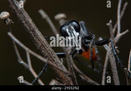 close up shot of the Rudy-tailed wasps resting on the Cyperus iria stems. Stock Photo