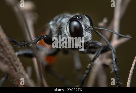 close up shot of the Rudy-tailed wasps resting on the Cyperus iria stems. Stock Photo