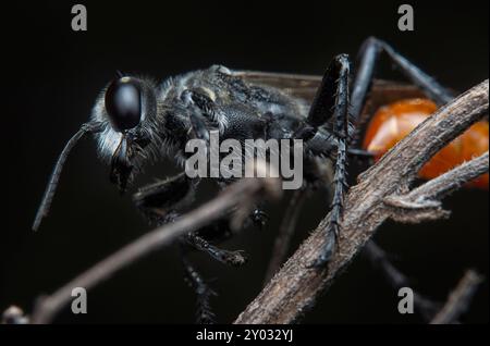 close up shot of the Rudy-tailed wasps resting on the Cyperus iria stems. Stock Photo