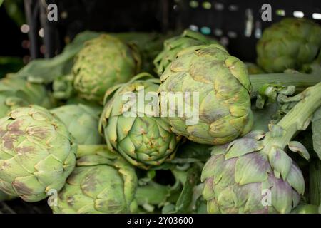 A view of several artichoke heads, on display at a local farmers market. Stock Photo