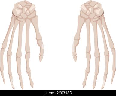 Palm bones. Skeleton hands. Arm anatomy illustration Stock Vector