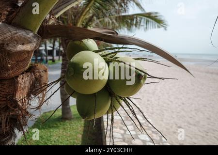 A cluster of fresh green coconuts hanging from a palm tree with a serene beach and ocean in the background. Stock Photo