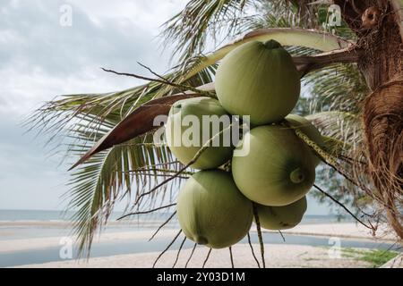 A cluster of fresh green coconuts hanging from a palm tree with a serene beach and ocean in the background. Stock Photo