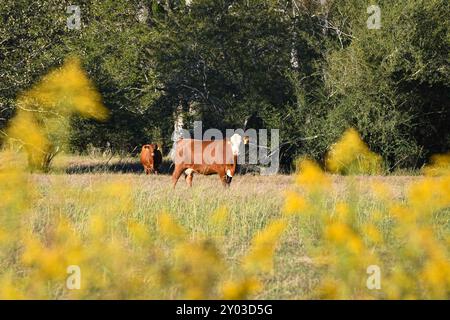 Two commercial beef cattle looking at the camera in a pasture framed by out-of-focus goldenrod in the foreground. Stock Photo