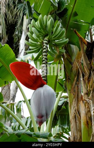 Bunch of Bananas hanging from flowering banana tree Stock Photo