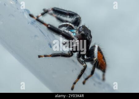 Closeup of a Brilliant Jumping Spider (Phidippus clarus). Raleigh, North Carolina. Stock Photo