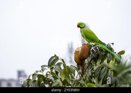 A parrot sitting on the branch of a mahogany tree and eating fruit. Stock Photo