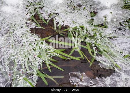 The green grass fell into the stream and was covered with ice during the autumn frost. Next to flowing water. Stock Photo
