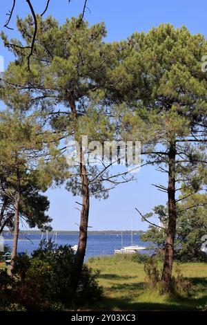 On the shores of Lake Lacanau, part of the Great Landes Lakes in southwestern France. Lacanau, Gironde, France, Europe. Photo by Hugo Martin/Alamy. Stock Photo