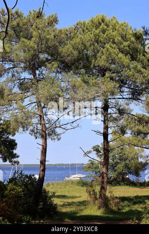 On the shores of Lake Lacanau, part of the Great Landes Lakes in southwestern France. Lacanau, Gironde, France, Europe. Photo by Hugo Martin/Alamy. Stock Photo